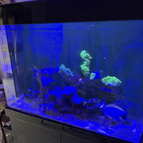 Glass marine reef tank - marine,