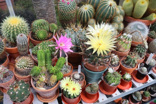 Cactus collectors mix - –, 30