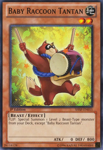 Baby raccoon tantan - tantan,