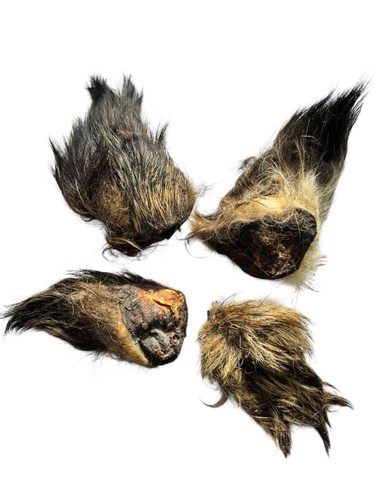 Wild boar ears 100 - wild,