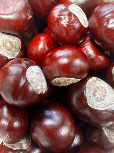 100 conkers horse chestnuts - conkers,