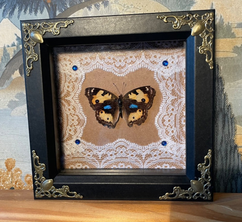 Real butterfly taxidermy - real,