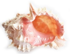 One Large Pink Murex Shell 4-4