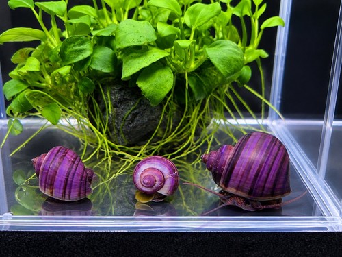 Purple high quality bred - us,