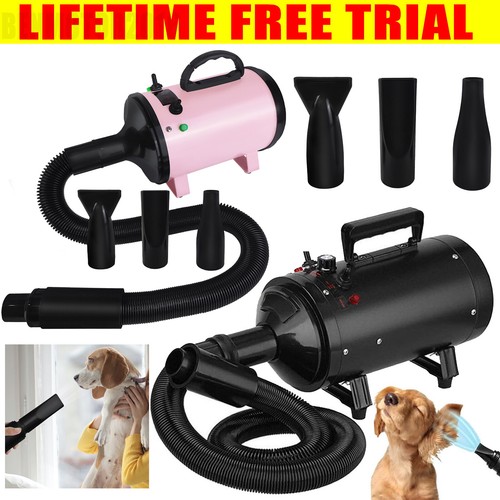 Pet dog cat - pet,