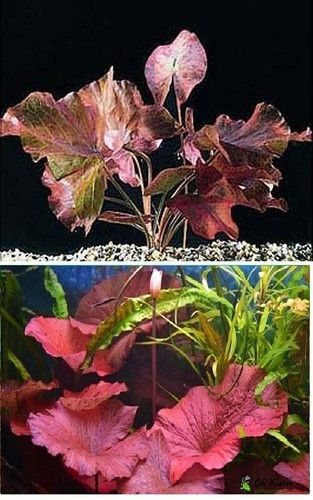 Nymphaea rubra red lotus - nymphaea,