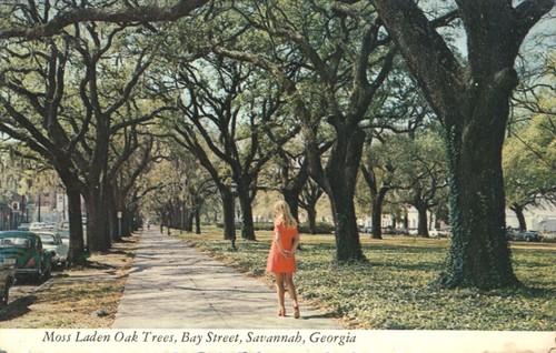 Spanish moss laden - moss, oak