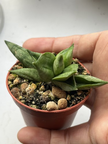 Sansevieria pyramid crown - ,