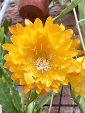 Epiphyllum 'Yellow Tang'  - rooted cutting 18 cm