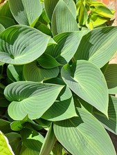  Hosta Collection  'June'