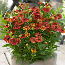 Helenium Strawberry Sundae Deciduous Flowering Outdoor Perennial in Plant Pot