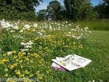 WILD FLOWER SEEDS MEADOW RARE
