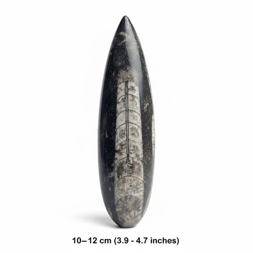 Orthoceras fossil letter - orthoceras,