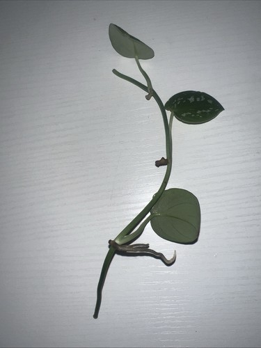 15cm satin pothos - 15cm, house