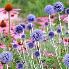 Echinops Ritro in 1L Pot -