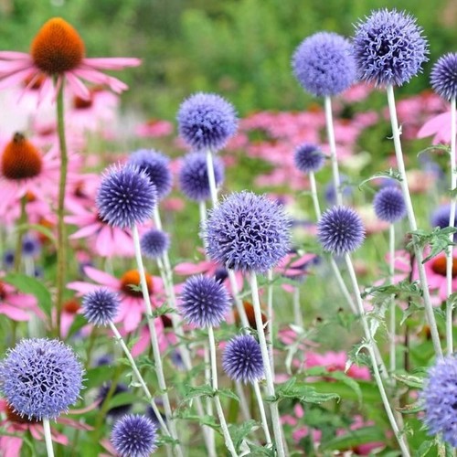 Echinops ritro pot - echinops, in