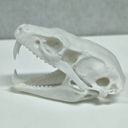 1pc cobra skull statue - 1pc,