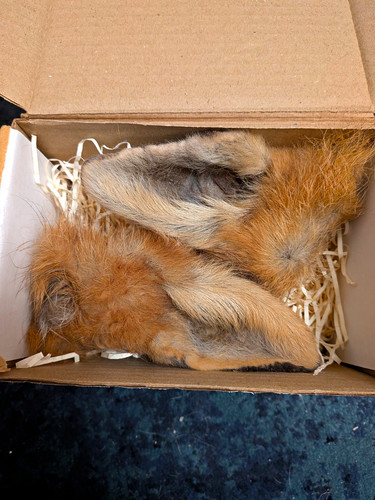 Genuine preserved fox - fox, ears