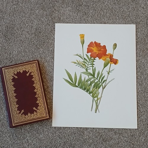 Vintage 1979 french marigold - french,