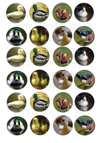 Duck ducks cupcake topper - duck,