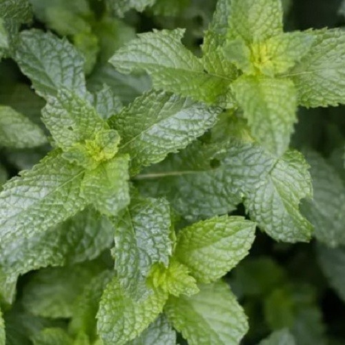 Organic peppermint plug - organic,