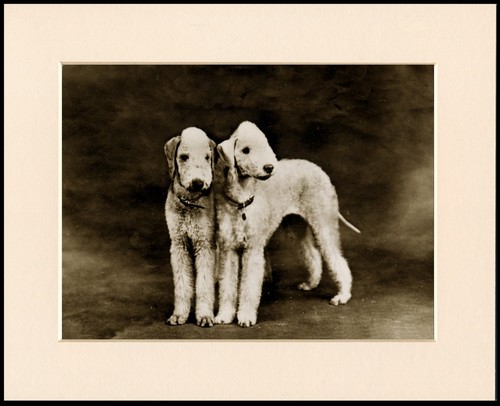 Bedlington terrier dog art - dog,
