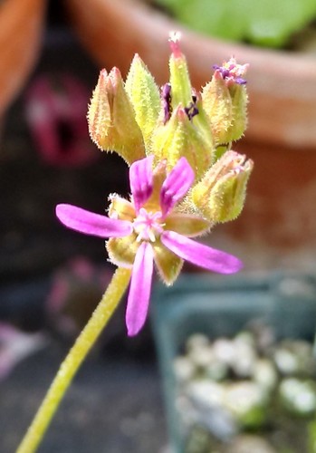 Pelargonium grossularoides - pelargonium,