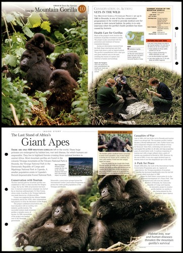 Mountain gorilla save - mountain,