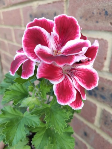 Regal pelargonium geranium - , pelargonium/geranium