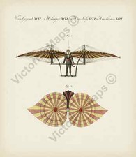 Antique print ORNITHOPTER
