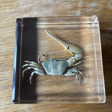 Taxidermy Strong Crab Animal