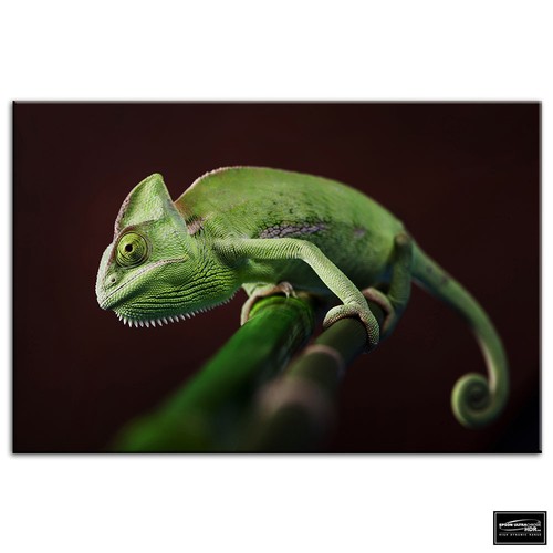Gekko wildlife abstract - gekko,