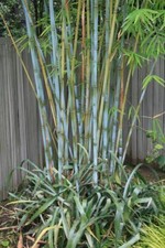 Blue Timber Clumping Bamboo