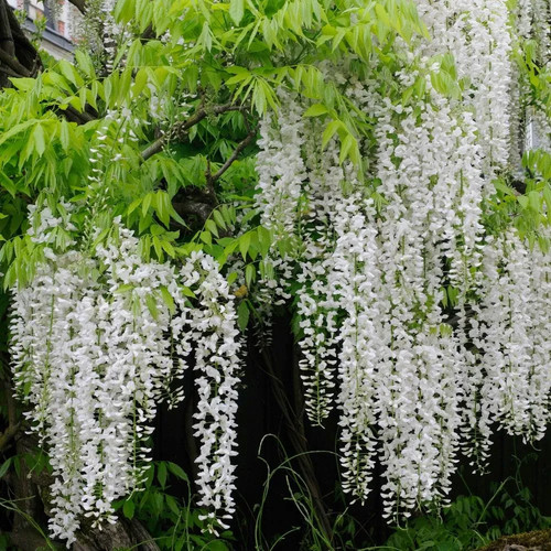 Wisteria floribunda
