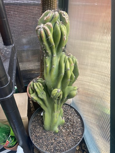 Huge monstrous peruvianus - monstrous,