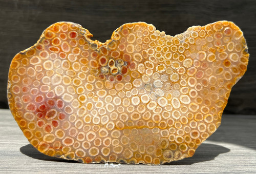 Indonesian fossil coral - fossil,