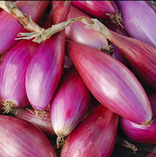 Echalion sweet shallot - 20,