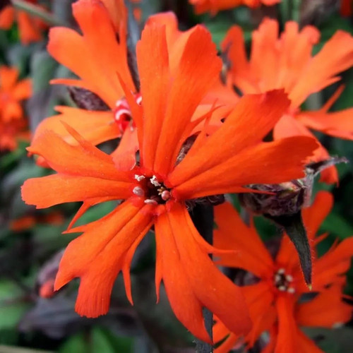 Lychnis arkwrightii vesuvias - lychnis,