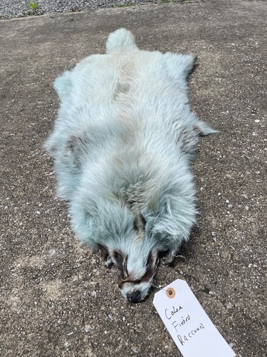 Taxidermy tanned dyed - lg.,