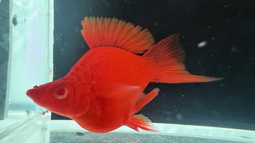 Pairs albino swordtail short - 2,
