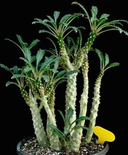 Dorstenia lavrani Caudex