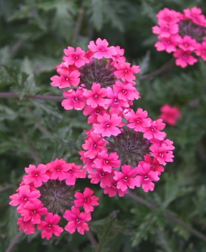 Verbena sissinghurst hardy - 6,