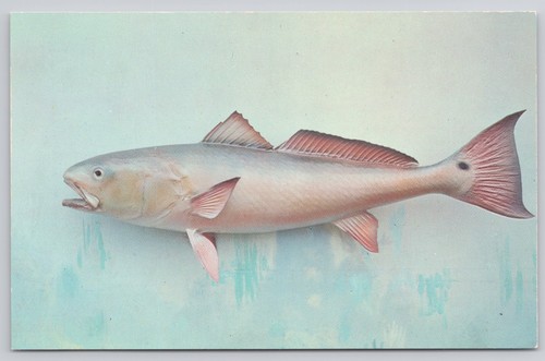 Channel bass saltwater - channel,