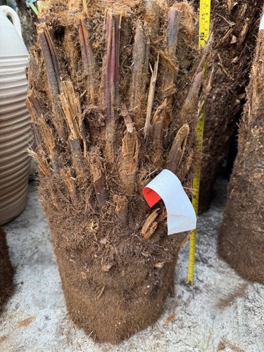 Dicksonia antarctica tree - dicksonia,
