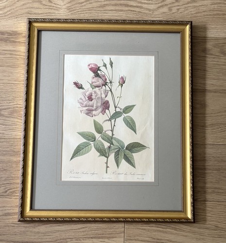 Vintage pierre joseph redoute - vintage,