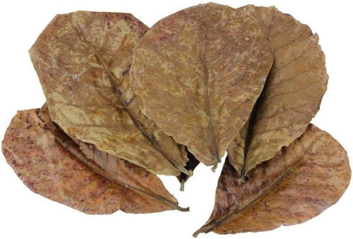 10pcs catappa indian almond - 10pcs,