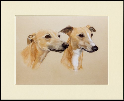 Whippet dog art print mounted - whippet,