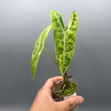 Alocasia Longiloba Aurea -