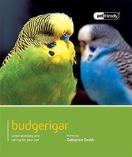 Budgerigar: Pet Friendly -