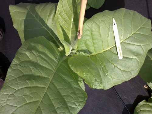 Golden virginia plug plants - 5,